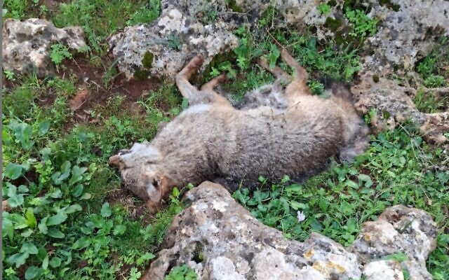 The body of a wolf poisoned to death by pesticide bait. (Israel Nature and Parks Authority)