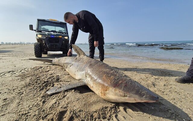A pregnant shark washes up dead on a central Israeli beach on February 17, 2025. (Ilya Baskin/Israel Nature and Parks Authority)