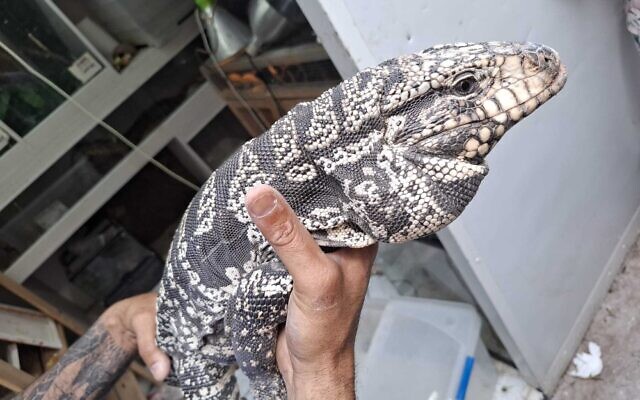 An exotic reptile seized by the Israel Police during a raid for illegally held animals, March 17, 2025. (Israel Nature and Parks Authority) An exotic reptile seized by the Israel Police during a raid for illegally held animals, March 17, 2025. (Israel Nature and Parks Authority)
