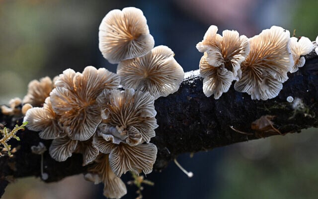 Illustrative: A mushroom from the genus Crepidotus is seen growing on dead tree branch during a mushroom biodiversity survey near Port Angeles, Washington, on October 17, 2024 (Robyn Beck / AFP) Illustrative: A mushroom from the genus Crepidotus is seen growing on dead tree branch during a mushroom biodiversity survey near Port Angeles, Washington, on October 17, 2024 (Robyn Beck / AFP)