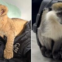 A lion cub (left) and a monkey rescued by police in operations in Kfar Qasim and Lod, March 15, 2025. (Israel Police)