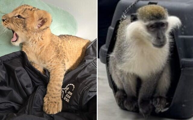 A lion cub (left) and a monkey rescued by police in operations in Kfar Qasim and Lod, March 15, 2025. (Israel Police) A lion cub (left) and a monkey rescued by police in operations in Kfar Qasim and Lod, March 15, 2025. (Israel Police)