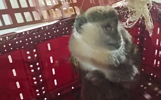 A monkey thought to have been smuggled into Israel following its rescued by police in southern Israel on March 20, 2025. (Israel Police)
