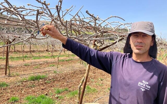 Hezi Mena spots the first blossom on a kiwi tree in his orchard on Margaliot, northern Israel, on March 26, 2025. (Diana Bletter/Times of Israel)