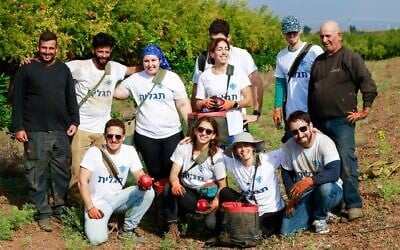 Birthright participants volunteer in an agricultural community in Israel following the October 7, 2023, Hamas onslaught. (courtesy)