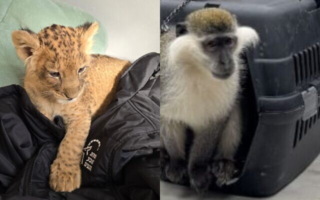 A lion cub (left) and a monkey rescued by police in operations in Kfar Qasim and Lod, March 15, 2025. (Israel Police)
