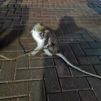 An illegally imported monkey found tied to a tree in Mazkeret Batya on March 19, 2025 (Israel Police)