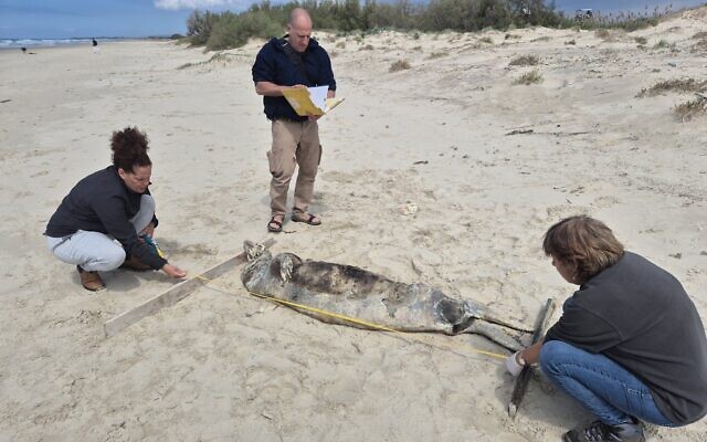 This handout photo shows a seal corpse on the beach at Ma'agan Michael, March 22, 2025. (Ilia Baskin/Israel Nature and Parks Authority) This handout photo shows a seal corpse on the beach at Ma'agan Michael, March 22, 2025. (Ilia Baskin/Israel Nature and Parks Authority)