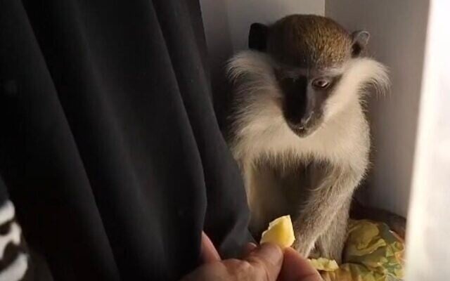This handout photo shows a wild monkey recovered in the Arur Bedouin village in southern Israel, March 22, 2025. (Israel Nature and Parks Authority) This handout photo shows a wild monkey recovered in the Arur Bedouin village in southern Israel, March 22, 2025. (Israel Nature and Parks Authority)