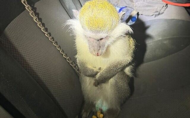 A monkey thought to have been smuggled into Israel is located by Southern District police on March 17, 2025. (Israel Police) A monkey thought to have been smuggled into Israel is located by Southern District police on March 17, 2025. (Israel Police)