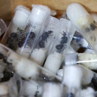 Samples of garden ants concealed in syringes are presented to court as two Belgian nationals, a Vietnamese and a Kenyan national appeared for the hearing of their case, after they pleaded guilty to illegal possession and trafficking of garden ants, at the Jomo Kenyatta International Airport (JKIA) Law Courts, in Nairobi, Kenya, April 15, 2025. (REUTERS/Monicah Mwangi)