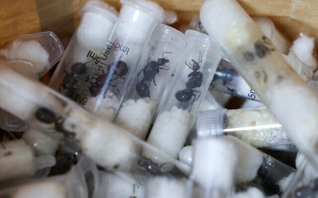 Samples of garden ants concealed in syringes are presented to court as two Belgian nationals, a Vietnamese and a Kenyan national appeared for the hearing of their case, after they pleaded guilty to illegal possession and trafficking of garden ants, at the Jomo Kenyatta International Airport (JKIA) Law Courts, in Nairobi, Kenya, April 15, 2025. (REUTERS/Monicah Mwangi)
