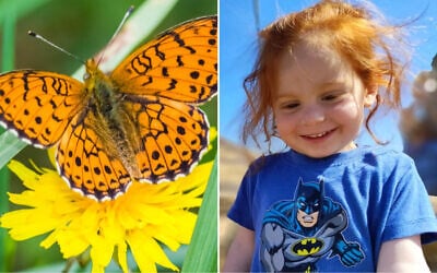 Ariel Bibas and the butterfly named after him. (avstraliavasin via iStock/Courtesy)