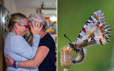 Left to right: A photo from the exhibition 'Habyta' (Back Home) – The North Returns to Life' at Hula Lake Park during Passover 2025 (Credit Gil Eliyaho); Allancastria deyrollei, a butterfly of the family Papilionidae, being tracked in The Great Butterfly Count, held during Passover 2025 (Credit Moshe Lowdon)