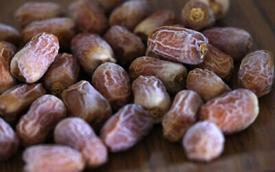 Dates harvested from 'Hannah,' the first female palm tree germinated from 2,000 year-old seeds discovered in the Judean desert, are displayed in Kibbutz Ketura in southern Israel, on September 27, 2021. (Emmanuel DUNAND / AFP)