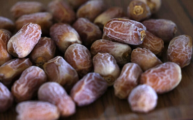 Dates harvested from 'Hannah,' the first female palm tree germinated from 2,000 year-old seeds discovered in the Judean desert, are displayed in Kibbutz Ketura in southern Israel, on September 27, 2021. (Emmanuel DUNAND / AFP)