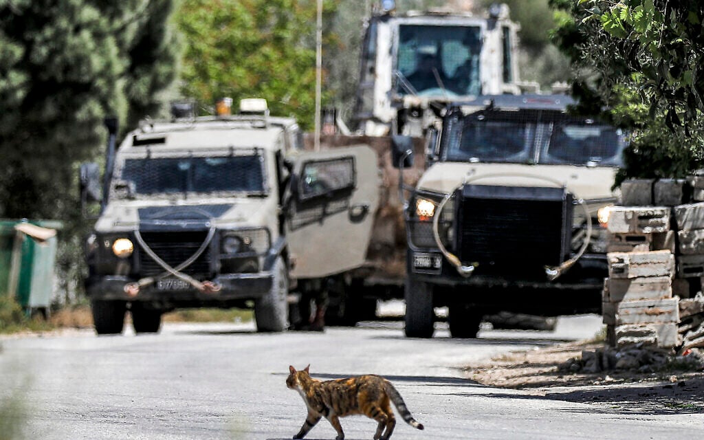 A cat crosses a road near Israeli military armored vehicles during an army operation in the village of al-Misliyah, south of Jenin in the northern West Bank on April 16, 2025. (Photo by Mohammed Mansour / AFP)
