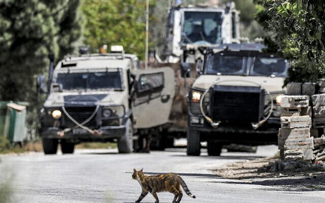 A cat crosses a road near Israeli military armored vehicles during an army operation in the village of al-Misliyah, south of Jenin in the northern West Bank on April 16, 2025. (Photo by Mohammed Mansour / AFP)