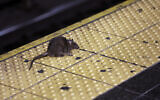 A rat crosses a Times Square subway platform in New York City, January 27, 2015. (AP/Richard Drew)
