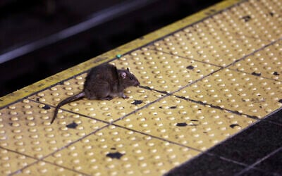 A rat crosses a Times Square subway platform in New York City, January 27, 2015. (AP/Richard Drew)