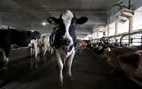 A dairy cow in New Vienna, Iowa, July 24, 2023. (AP Photo/Charlie Neibergall)