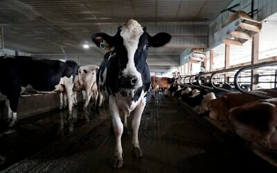 A dairy cow in New Vienna, Iowa, July 24, 2023. (AP Photo/Charlie Neibergall)