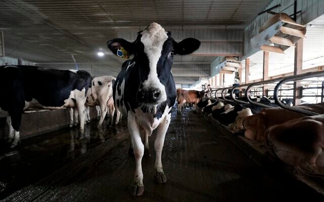A dairy cow in New Vienna, Iowa, July 24, 2023. (AP Photo/Charlie Neibergall)