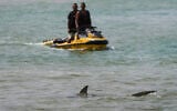 Shark swims in the Mediterranean Sea as Israeli police search the area for a swimmer who they fear was attacked by a shark on Monday, near Hadera, April 22, 2025. (AP Photo/Ariel Schalit)