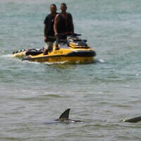 Shark swims in the Mediterranean Sea as Israeli police search the area for a swimmer who they fear was attacked by a shark on Monday, near Hadera, April 22, 2025. (AP Photo/Ariel Schalit)