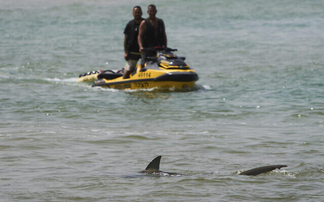 Shark swims in the Mediterranean Sea as Israeli police search the area for a swimmer who they fear was attacked by a shark on Monday, near Hadera, April 22, 2025. (AP Photo/Ariel Schalit)