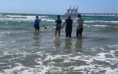 A shark swims right past a group of men after one had thrown it a dead fish, off the Mediterranean coast at the Hadera Stream Park, central Israel, April 25, 2025. (Sue Surkes/Times of Israel)