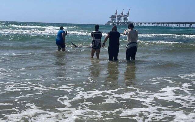 A shark swims right past a group of men after one had thrown it a dead fish, off the Mediterranean coast at the Hadera Stream Park, central Israel, April 25, 2025. (Sue Surkes/Times of Israel)