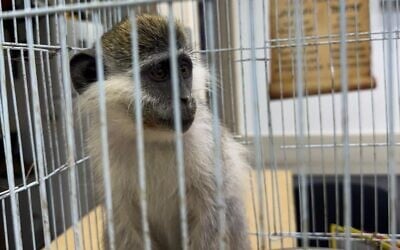 A monkey, likely trafficked into Israel, after being rescued by police in the Negev, southern Israel, on April 10, 2025. (Israel Police)