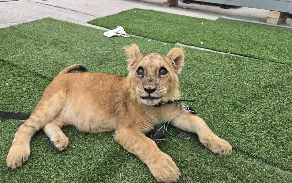 Palestinian handed 30-month sentence for trying to sell illegally obtained lion cub
