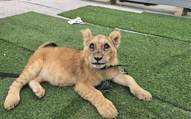 An illegally held lion cub discovered by Israeli police in the central city of Tira on April 24, 2025. (Israel Police)