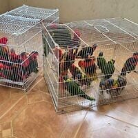 Parrots found by police after they were stolen from the Jerusalem Biblical Zoo by animal traffickers on April 24, 2025. (Israel Police)