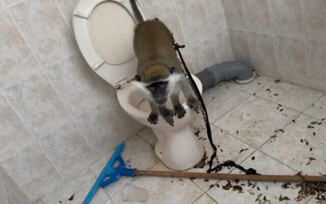 A monkey seized by police in Tuba-Zangariyye on April 28, 2025 (Israel Police)