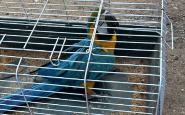 A parrot that was recovered by police on April 26, 2025, after being stolen and smuggled to the West Bank by animal traffickers three weeks prior. (Israel Police) A parrot that was recovered by police on April 26, 2025, after being stolen and smuggled to the West Bank by animal traffickers three weeks prior. (Israel Police)