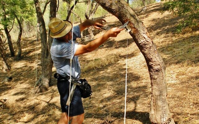 A farmer harvests the ‘manna’ sap from an ash tree in the Madonie region in Sicily. (Courtesy of the Museum of the Manna in Pollina)