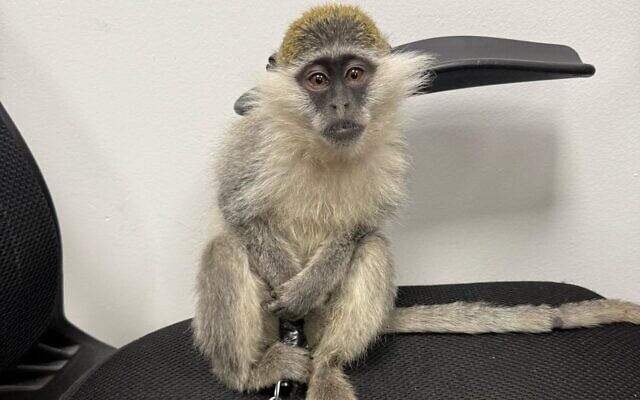 A trafficked Guenon monkey found by police during a raid in Kafr Qasim on April 14, 2025. (Israel Police) A trafficked Guenon monkey found by police during a raid in Kafr Qasim on April 14, 2025. (Israel Police)