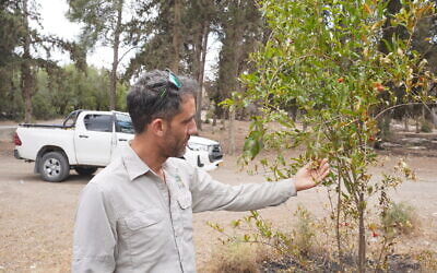 Nitai Zakharia, the head forester of Canada Park, shows a damaged pomegranate tree at the nature site on May 4, 2025. (Charlie Summers/Times of Israel)