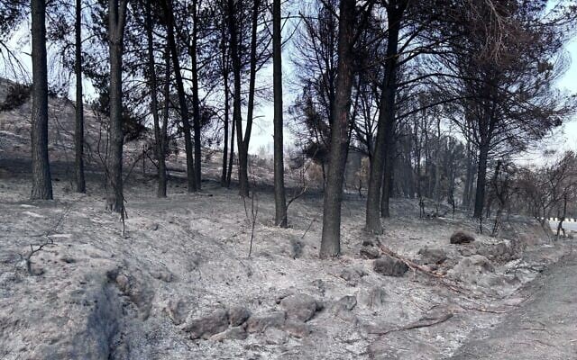 Damage seen from wildfires outside Jerusalem, May 1, 2025. (KKL-JNF)