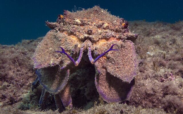 A Mediterranean slipper lobster. (Dani Barchana)