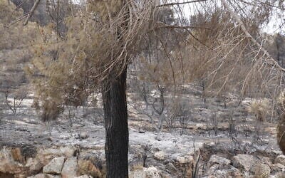 Canada Park, a KKL-JNF national park in the Judean foothills, a week after it was badly damaged by brushfires on April 30, 2025, photo taken May 4, 2025. (Charlie Summers/Times of Israel)