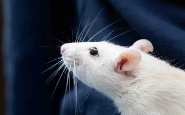 Mouse uses its whiskers to touch and hear its environment. (Shutterstock)