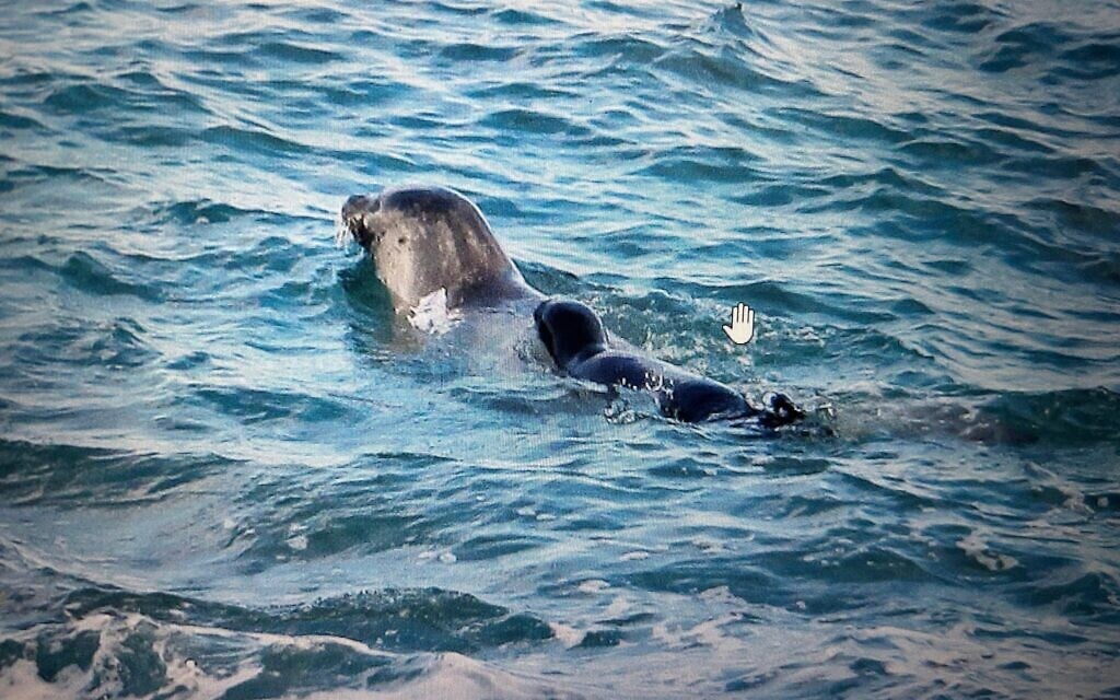 The Mediterranean monk seal Maya, also known as Anassa, swims with her pup in the waters near Cyprus in October 2024. (Courtesy/Haris Nicolaou)
