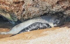 Known as Maya in Israel and Anassa in Cyprus, this Mediterranean monk seal, one of the rarest marine animals in the world, rests with her pup in Cyprus in October 2024. (Courtesy/Haris Nicolaou)