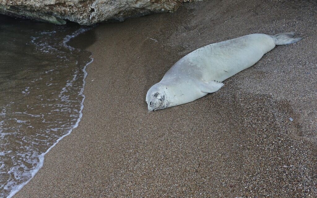 Known as Maya in Israel and Anassa in Cyprus, this Mediterranean monk seal, one of the rarest marine animals in the world, rests with her pup in Cyprus in October 2024. (Courtesy/Haris Nicolaou)