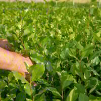 A greenhouse of khat plant in the south of Israel, on October 20, 2021. (Yossi Aloni/Flash90)