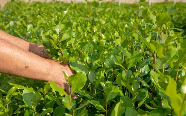 A greenhouse of khat plant in the south of Israel, on October 20, 2021. (Yossi Aloni/Flash90)